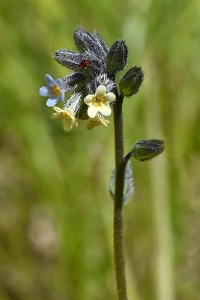 Brokförgätmigej, Mysotis discolor