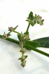 Broskmålla, Atriplex glabriuscula, målla, mållor