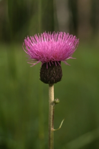 Brudborste, Cirsium heterophyllum, Cirsium helenioides, borsttistel