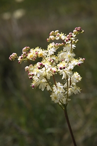 Brudbröd, Filipendula vulgaris