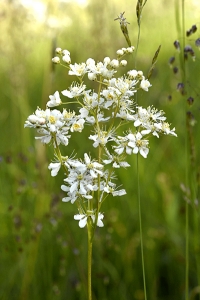 Brudbröd, Filipendula vulgaris