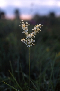 Brudbröd, Filipendula vulgaris
