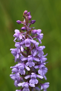 Brudsporre, Gymnadenia conopsea 