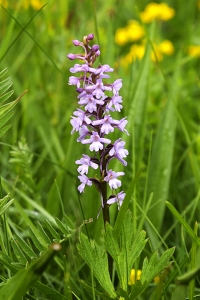 Brudsporre, Gymnadenia conopsea 