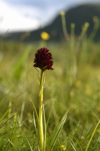 Brunkulla, Gymnadenia nigra