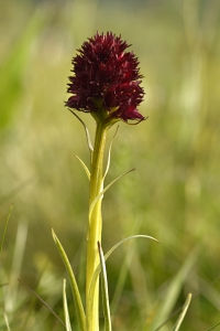 Brunkulla, Gymnadenia nigra