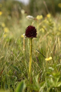 Brunkulla, Gymnadenia nigra