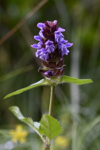 Brunört, Prunella vulgaris