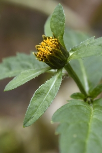 Brunskära, Bidens tripartita