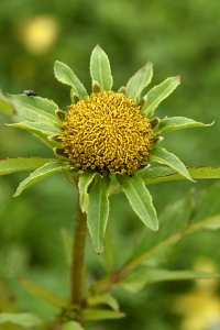 Brunskära, Bidens tripartita