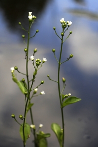 Bunge, Samolus valerandi