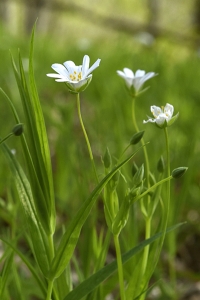 Buskstjärnblomma, Stellaria holostea