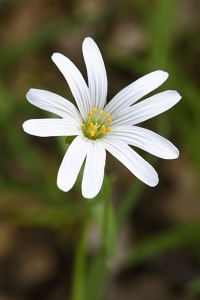 Buskstjärnblomma, Stellaria holostea