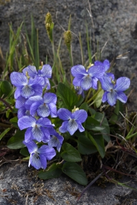 Buskviol, Viola hirta