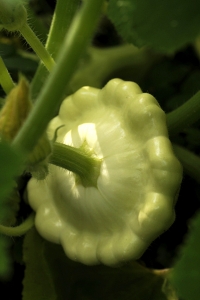 Sommarsquash 'Custard white', Cucurbita robur
