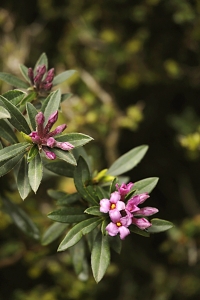 Daphne sericea, Sidentibast, Tibast