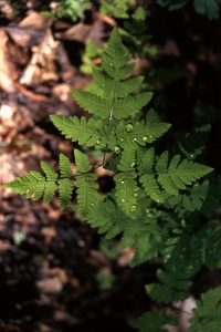 Ekbräken, Gymnocarpium dryopteris