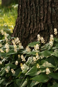 Ekorrbär, Maianthemum bifolium
