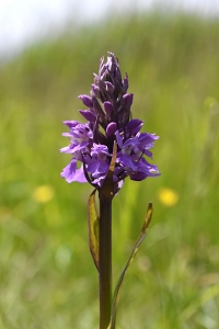 Englandsnycklar, Dactylorhiza majalis ssp. integrata
