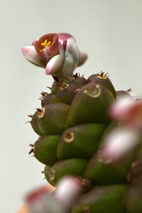 Euphorbia ritchiei