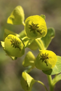 Euforbia, Euphorbia, törel