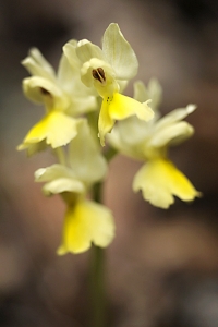 Fåblommiga nycklar, gullvivenycklar, Orchis pauciflora
