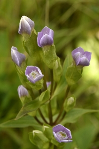 Fältgentiana, Gentianella campestris ssp. campestris