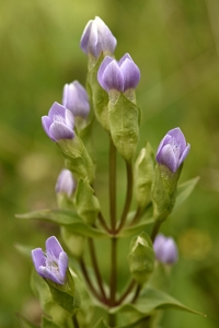Fältgentiana, Gentianella campestris ssp. campestris