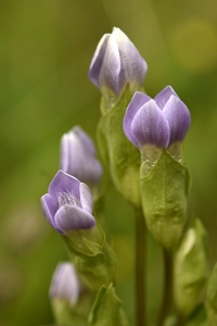 Fältgentiana, Gentianella campestris ssp. campestris