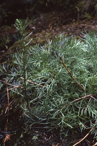 Fältmalört, Artemisia campestris