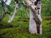 Fjällbjörk, Betula pubescens ssp. tortuosa, ssp. czerepanovii