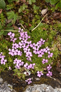 Fjällglim, Silene acaulis