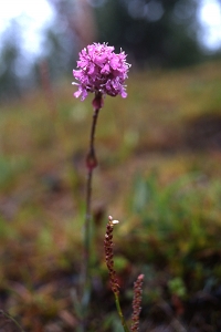 Fjällnejlika, Viscaria alpina, Lychnis alpina, Silene suecica