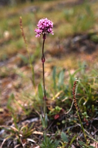 Fjällnejlika, Viscaria alpina
