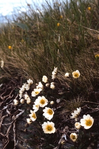 Fjällsippa, Dryas octopetala