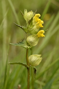 Fjällskallra, Rhinanthus minor ssp. groenlandicus