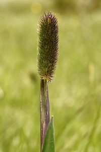 Fjälltimotej, Phleum alpinum