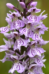 Fläcknycklar, Dactylorhiza maculata