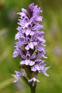 Fläcknycklar, Dactylorhiza maculata