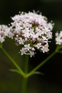 Flädervänderot, Valeriana sambucifolia, vänderot