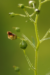 Flenört, Scrophularia nodosa