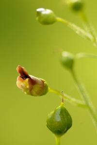 Flenört, Scrophularia nodosa