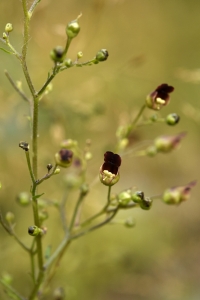 Flenört, Scrophularia nodosa