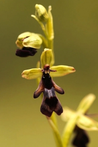 Flugblomster, Ophrys insectifera