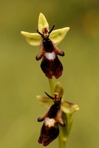 Flugblomster, Ophrys insectifera