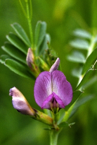 Fodervicker, Vicia sativa 