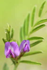 Fodervicker, Vicia sativa ssp. sativa