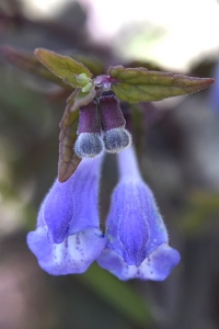 Frossört, Scutellaria galericulata