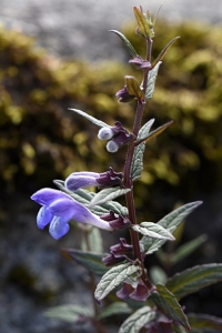 Frossört, Scutellaria galericulata