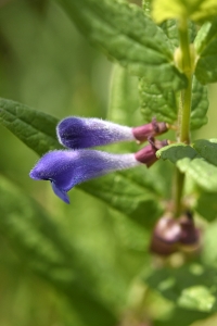 Frossört, Scutellaria galericulata